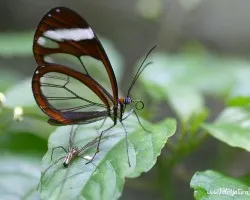Mariposa + Ara