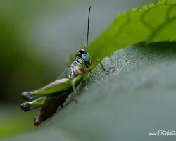 Chapulin