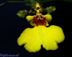 Orquidea
