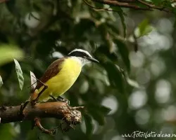 Pitangus sulphuratus