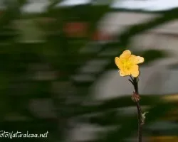 Flor con tecnica de barrido