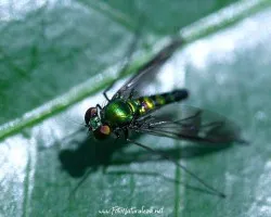 Mosca