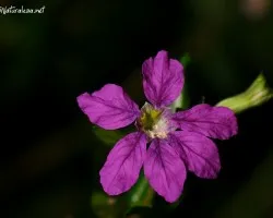 Flor Morada