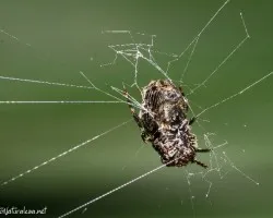 Otra Ara