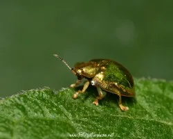 Pepita de Oro