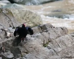 Cathartes aura