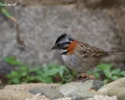 Zonotrichia capensis