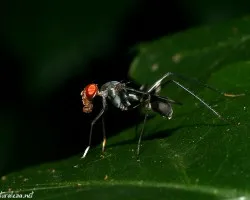 Mosca