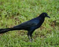 Quiscalus mexicanus