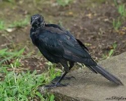 Quiscalus mexicanus