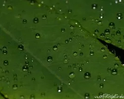 Bolinchas de Agua