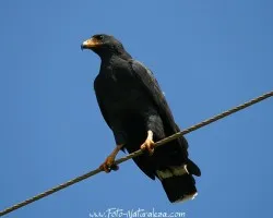 Buteogallus anthracinus