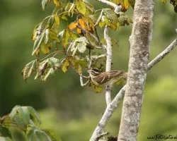 Pheucticus ludovicianus