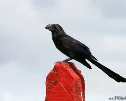 Crotophaga sulcirostris