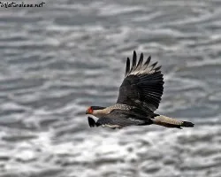 Caracara cheriway