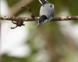 Polioptila albiloris