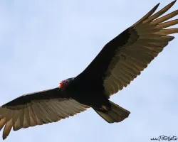 Cathartes aura