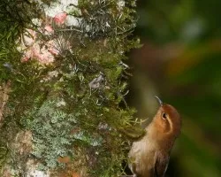 Troglodytes ochraceus