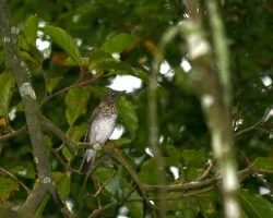 Catharus minimus