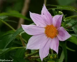 Flor . . .