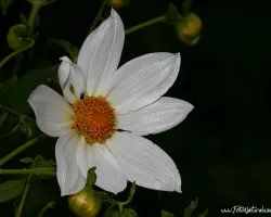 Flor . . .