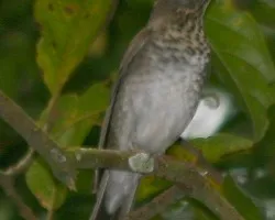Catharus minimus