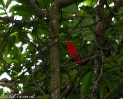 Piranga Rubra