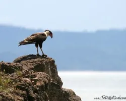Caracara cheriway