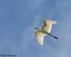 Ardea alba