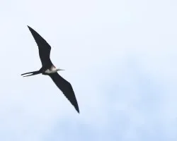 Fregata magnificens