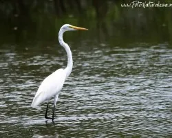 Ardea alba