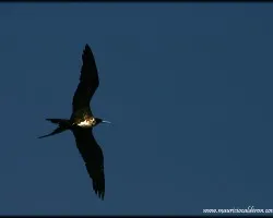 Fregata magnificens