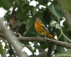 Icterus galbula