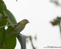  Vireo philadelphicus