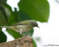 Vireo philadelphicus