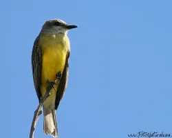 Tyrannus melancholicus
