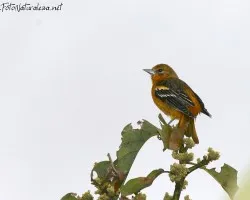 Icterus galbula