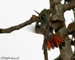Amazilia tzacatl