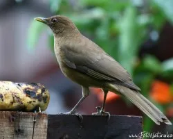 Turdus grayi