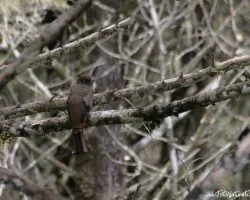 Trogon collaris
