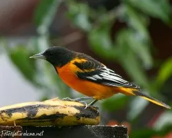 Icterus galbula