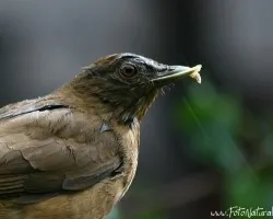 Turdus grayi