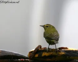 Vireo philadelphicus