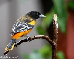 Icterus galbula