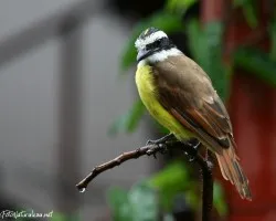 Pitangus sulphuratus