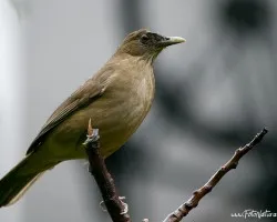 Turdus grayi