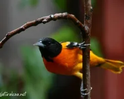 Icterus galbula