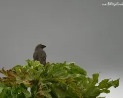 Saltator coerulescens
