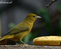 Piranga rubra