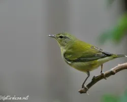 Oreothlypis peregrina